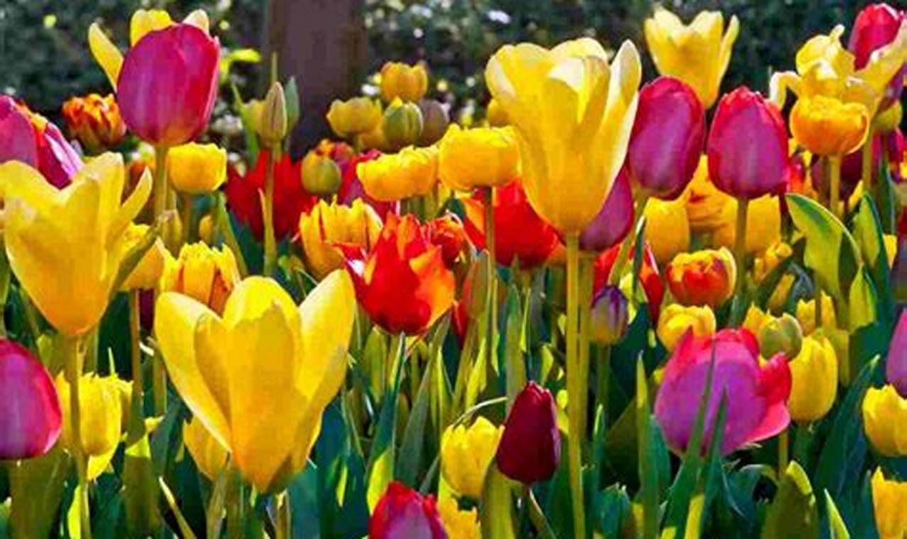Manfaat Bunga Tulip yang Menakjubkan!